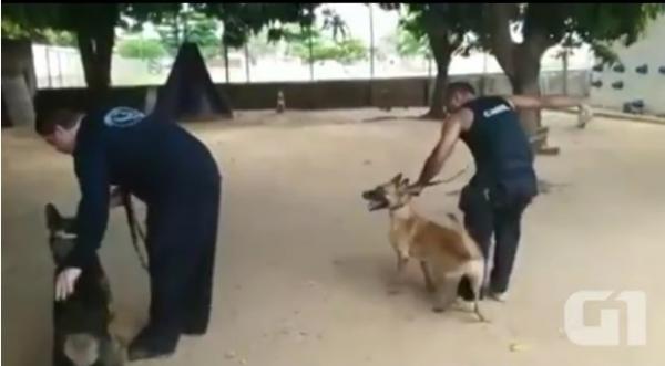 No Piauí, cães policiais ajudam no combate ao tráfico de drogas