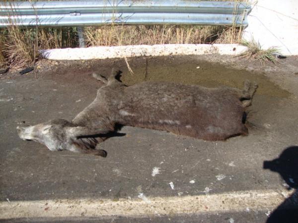 Animal na pista provoca acidente na BR 230(Imagem:Reda&ccedil;&atilde;o)