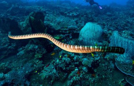Homem morre no mar após ser picado por cobra mais venenosa do mundo