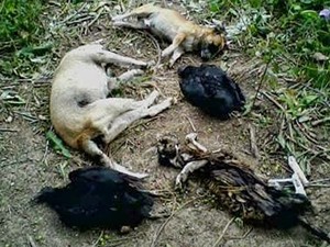 Moradores denunciam matança de animais por envenenamento no Piauí