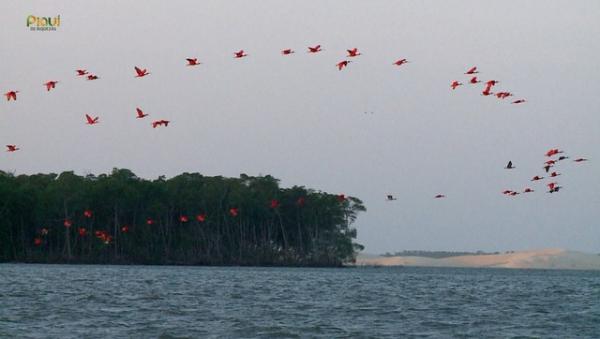 Revoada dos guar&aacute;s no Delta do Parna&iacute;ba.(Imagem:Reprodu&ccedil;&atilde;o/TV Clube)