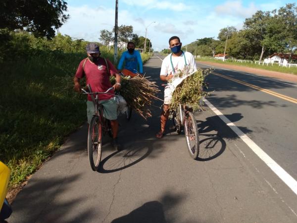 Tradi&ccedil;&atilde;o da colheita do alecrim &eacute; mantida em Floriano(Imagem:FlorianoNews)