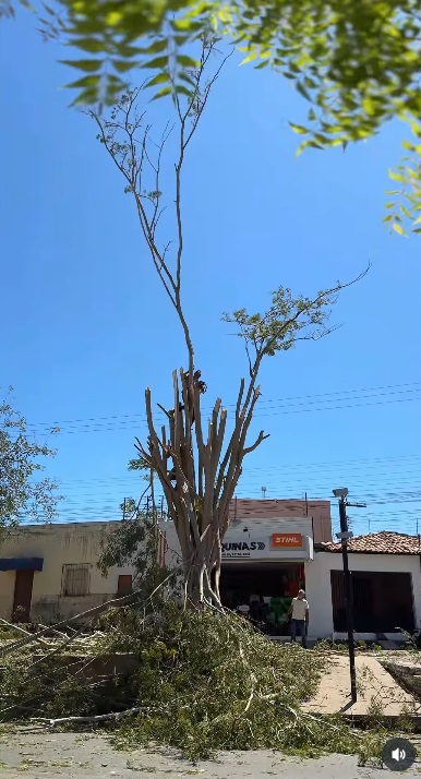 Prefeitura de Barão de Grajaú realiza poda de árvore para garantir segurança na BR-230