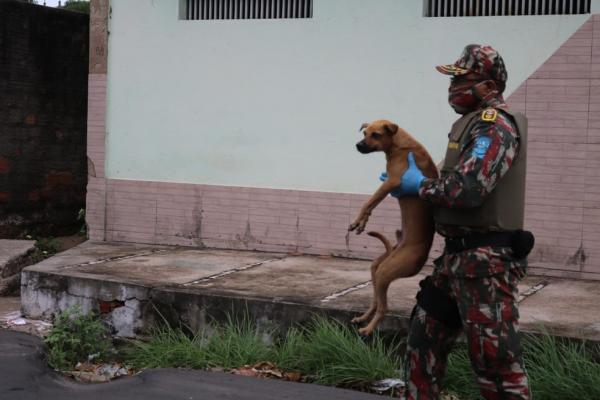 Mais de 10 c&atilde;es foram resgatados pela pol&iacute;cia.(Imagem:Naftaly Nascimento/G1)