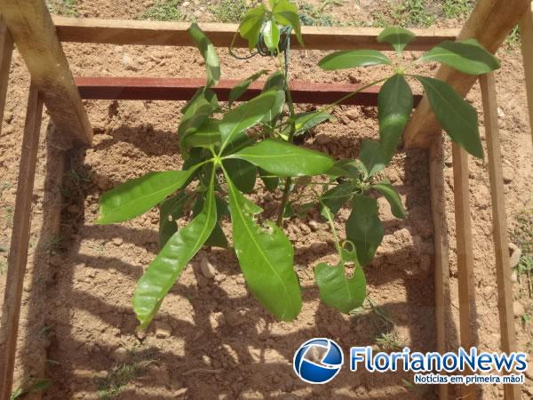 Prefeitura de Floriano inicia arboriza&ccedil;&atilde;o de Pra&ccedil;as.(Imagem:FlorianaoNews)