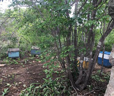 Adapi aponta ato criminoso em intoxicação de abelhas no Piauí