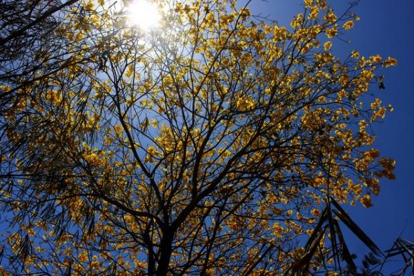A baixa umidade de ar no Piau&iacute; ir&aacute; durar at&eacute; o fim da primavera, diz meteorogista.(Imagem:Simone Rodrigues/ Arquivo Pessoal)